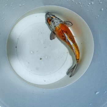 Cyprinus carpio - Assorted Koi A grade 10-13 cm