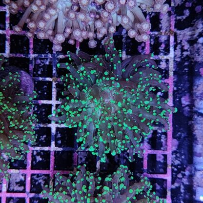 Euphyllia paradivisa B558