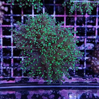 Euphyllia paradivisa E73