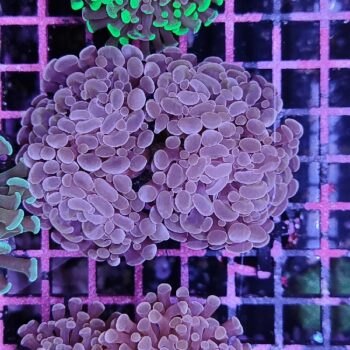 Euphyllia paraancora G58 - Frags