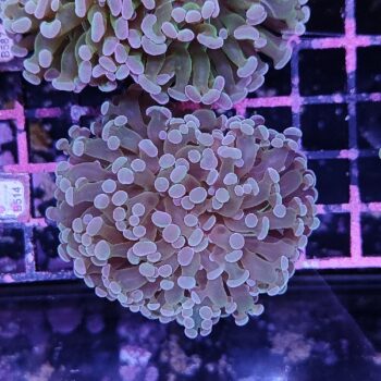 Euphyllia paraancora D98