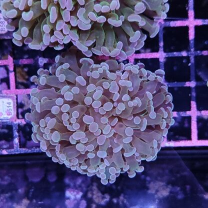 Euphyllia paraancora D98