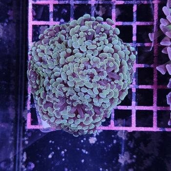 Euphyllia paraancora Α13 - Μητρικές αποικίες