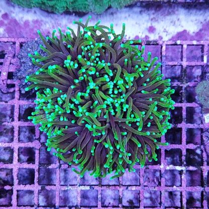 Euphyllia glabrescens - Frags