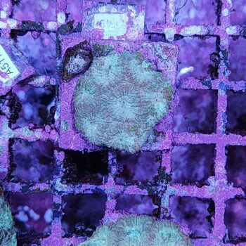 Favites F49
