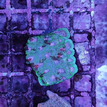 Acropora A8 (41184) - Μητρικές αποικίες