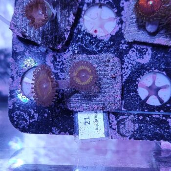 Zoanthus 21 - Frags