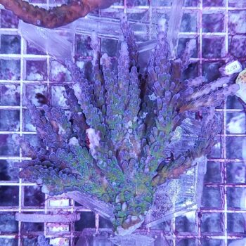 Acropora A577 (47125) - Μητρικές αποικίες