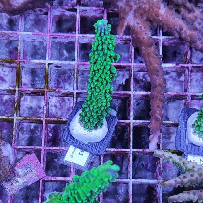 Acropora 41 - Frags