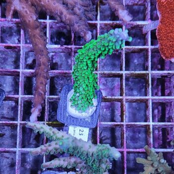 Acropora 23 - Frags
