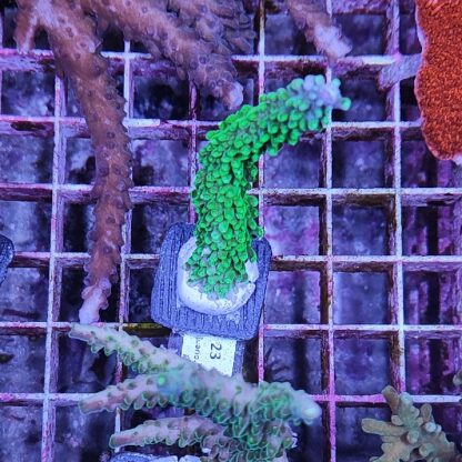 Acropora 23 - Frags