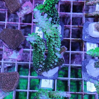 Acropora 27 - Frags