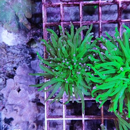 Euphyllia glabrescens D77