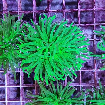 Euphyllia glabrescens A539