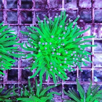 Euphyllia glabrescens 11
