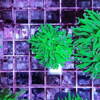 Euphyllia glabrescens 3