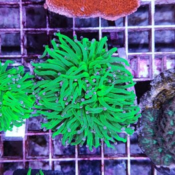 Euphyllia glabrescens A520