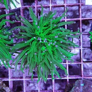Euphyllia glabrescens C70