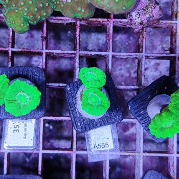 Caulastrea A555