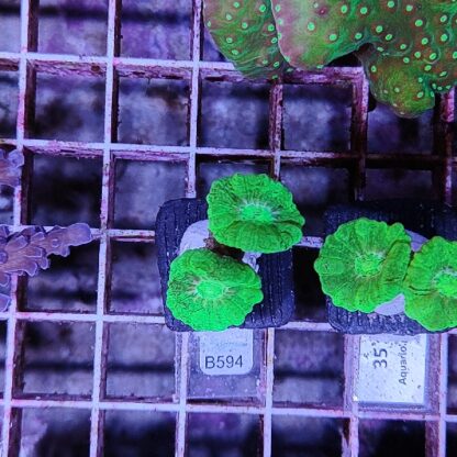 Caulastrea B594