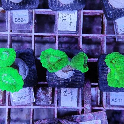 Caulastrea 19