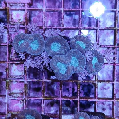 Caulastrea D13
