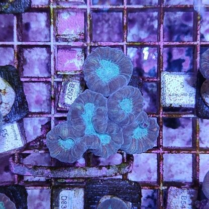 Caulastrea B507