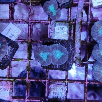 Caulastrea D83
