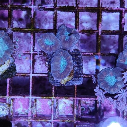 Caulastrea D60
