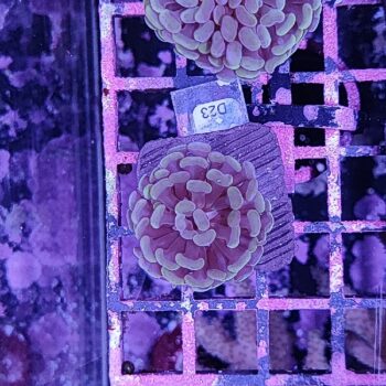 Euphyllia paraancora D23