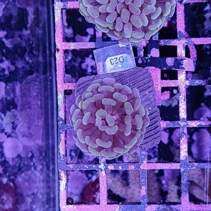 Euphyllia paraancora D23