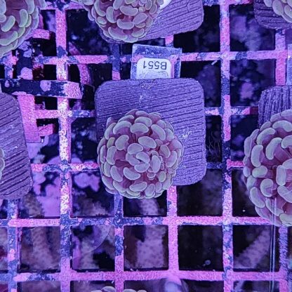 Euphyllia paraancora B551