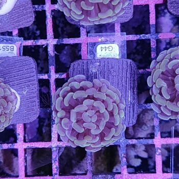 Euphyllia paraancora G44 - Frags