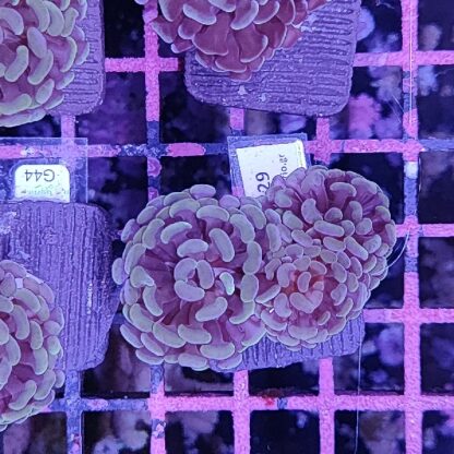 Euphyllia paraancora 29