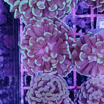 Euphyllia paraancora F55