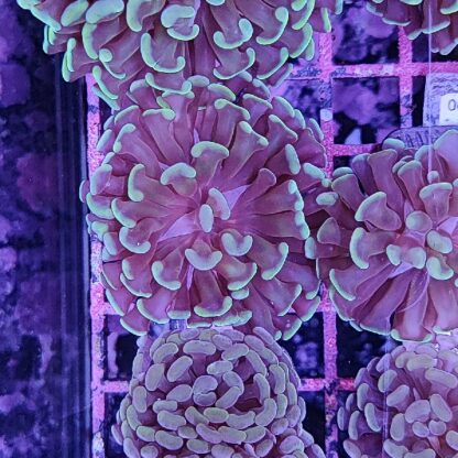 Euphyllia paraancora F55