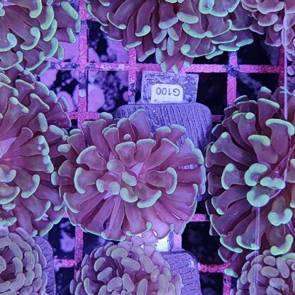 Euphyllia paraancora G100