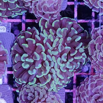 Euphyllia paraancora B516