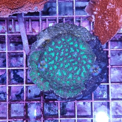 Favites (37166)