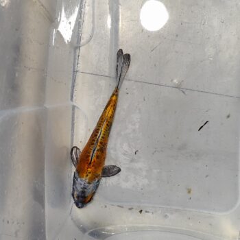 Cyprinus carpio - Assorted Koi A grade 17-19 cm