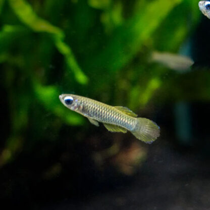 Poropanchax normani – Norman’s Lampeye Killifish - Ψάρια Γλυκού