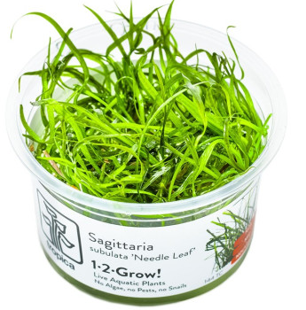 Tropica Sagittaria Subulata Needle Leaf 1-2-Grow! - Φυτά για Ενυδρεία