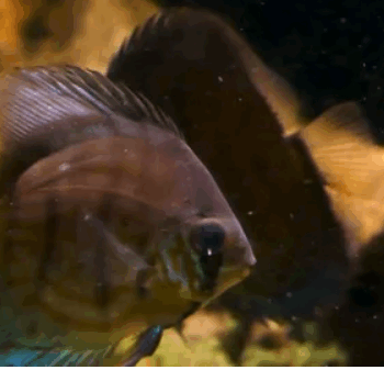 Symphysodon discus – Snakeskin Discus 5cm