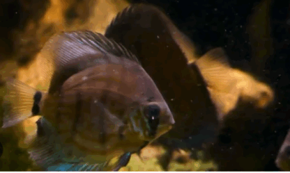 Symphysodon discus – Snakeskin Discus 5cm