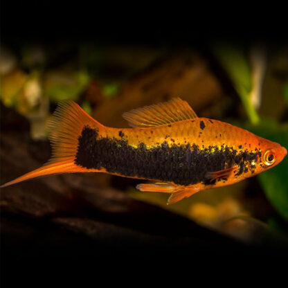 Xiphophorus helleri – Yellow Tuxedo Swordtail 5-6cm - Ψάρια Γλυκού
