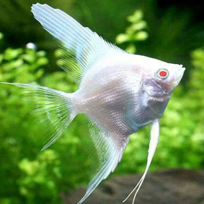 Pterophyllum scalare – Albino Golden Angelfish 5.5cm - Ψάρια Γλυκού