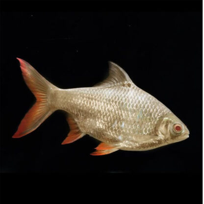 Barbodes schwanenfeldii – Albino Tinfoil Barb 7.5 cm - Ψάρια Γλυκού