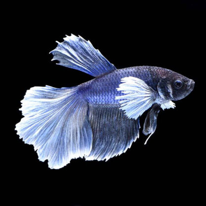 Betta splendens – Siamese Fighting Fish Halfmoon Big Ear XL - Ψάρια Γλυκού