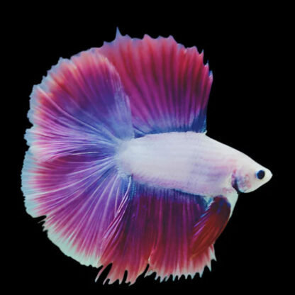 Siamese Fighting Fish- Betta Flowertail 4-5cm - Ψάρια Γλυκού