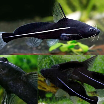 Bagrichthys macracanthus – Black Lancer Catfish 5.5-6.5cm - Ψάρια Γλυκού